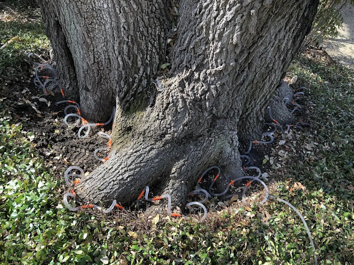 Detailed Tree Cabling and Bracing job site in Henlawson