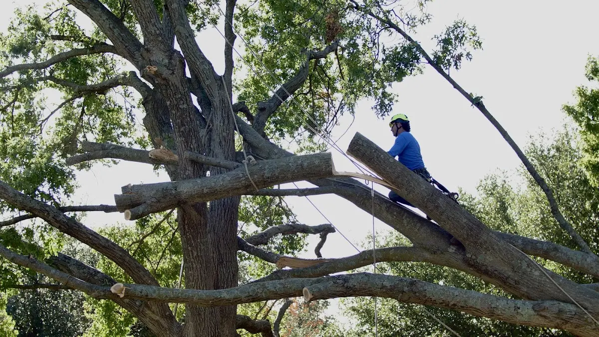 Professional Crown Thinning performed by certified arborists in Henlawson